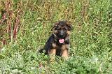 BERGER ALLEMAND 107